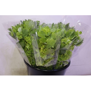 Moluccella Stuk X5