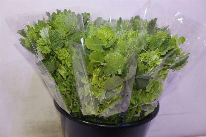 <h4>Moluccella Stuk X5</h4>