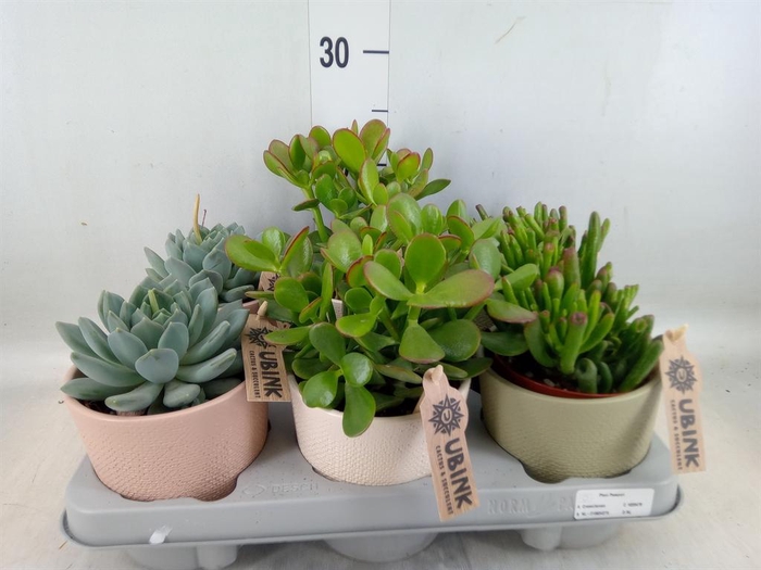 <h4>Succulents   ...</h4>