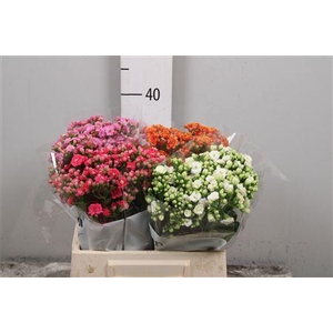Kalanchoe Gemengd 3 Kleuren