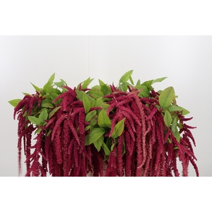 Amaranthus Hang Rood
