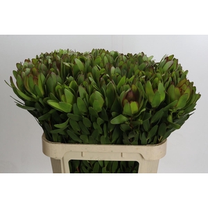 LEUCAD SAF GOLDSTRIK