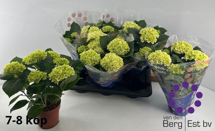 <h4>HYDR M HI WHITE SUN</h4>