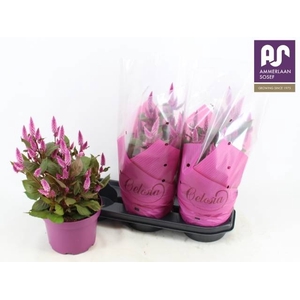 CEL WILD PINK