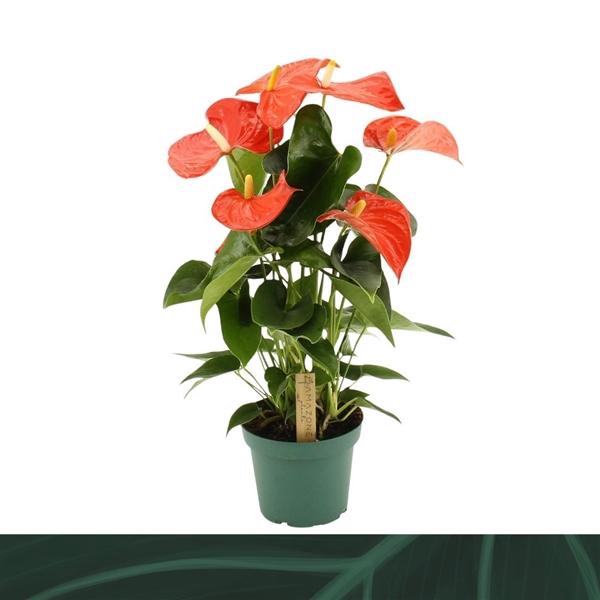 <h4>Anthurium (Andreanum Grp) Florida</h4>