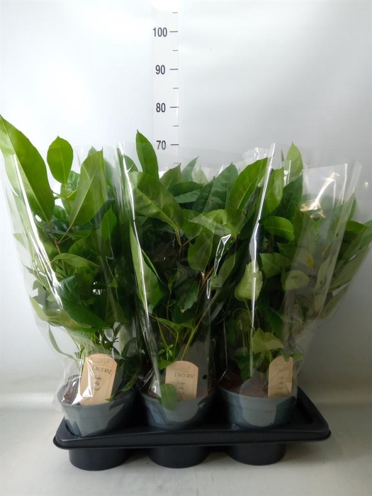 <h4>Schefflera actin.</h4>