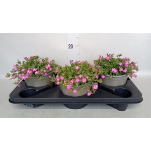Saponaria  'Bressingham'