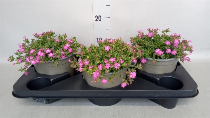 <h4>Saponaria  'Bressingham'</h4>