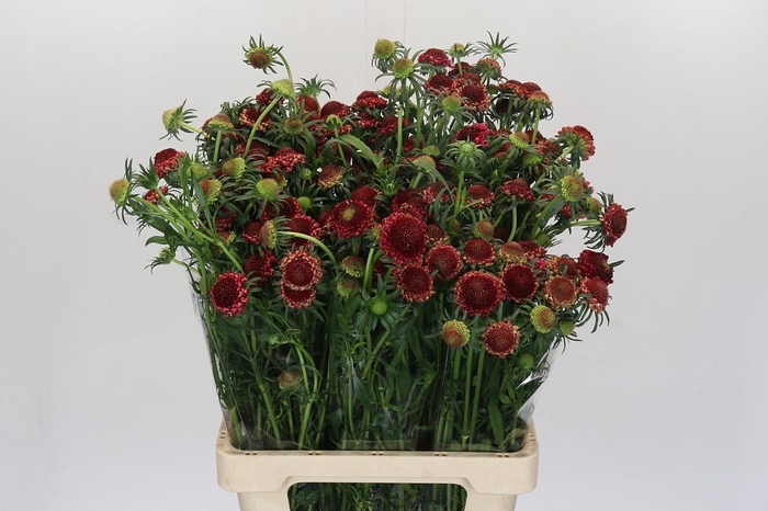 Scabiosa atropurpurea Focal Scoop Hot Pink