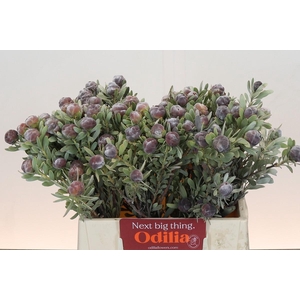 Kaaps Groen Pubescens