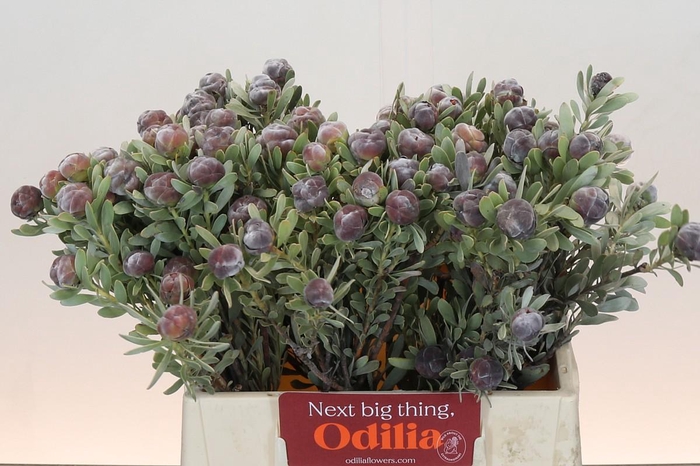 Kaaps Groen Pubescens