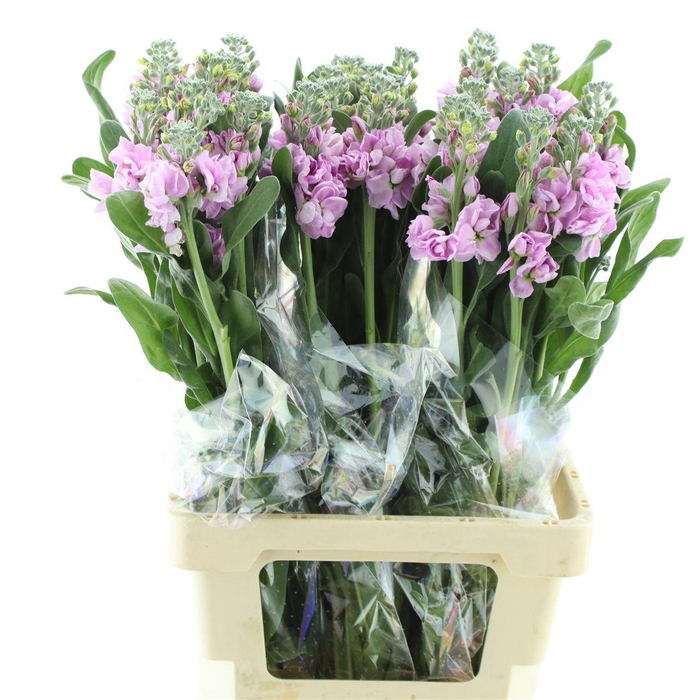 <h4>Matthiola Incana Cherry</h4>
