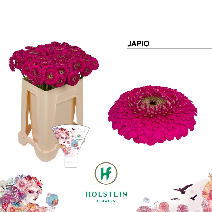<h4>GE MB GERPONI JAPIO</h4>