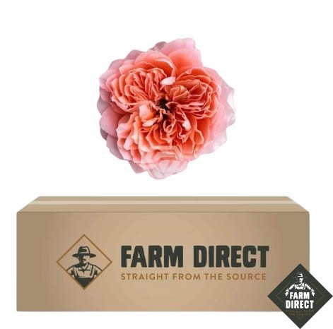 <h4>R GR DRAGONFLY (BOX)</h4>