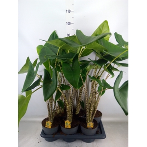 Alocasia zebrina