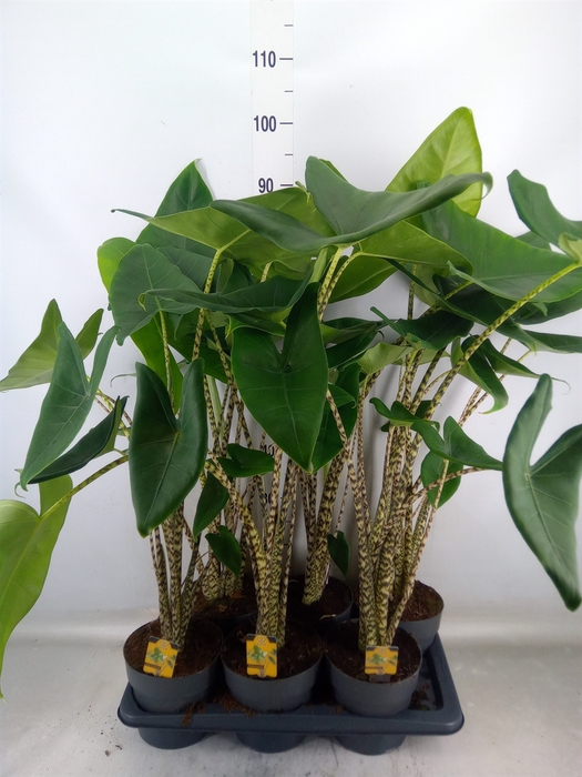 <h4>Alocasia zebrina</h4>