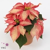 Euphorbia pulc. 'Premium Ice Cryst'