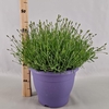 Lavandula angustifolia Essence Pur