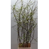 Chaenomeles Superba White 140 160cm