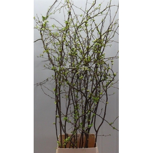 Chaenomeles Superba White 140 160cm P Stem X10