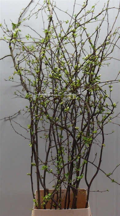 <h4>Chaenomeles Superba White 140 160cm</h4>