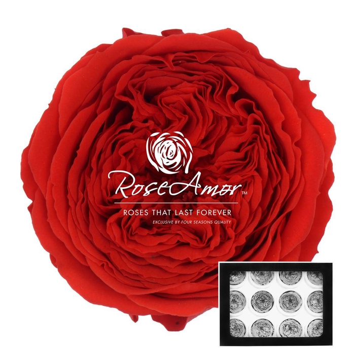 <h4>Amelia Red02</h4>