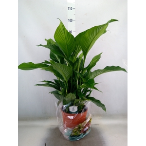 Spathiphyllum  'Sweet Lauretta'