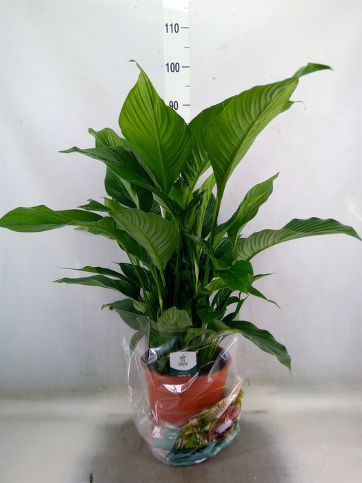 <h4>Spathiphyllum  'Sweet Lauretta'</h4>