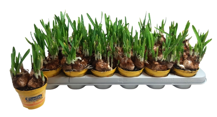 <h4>NARC O TETE A TETE</h4>