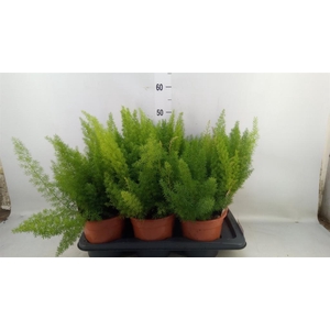 Asparagus dens. 'Meyers'