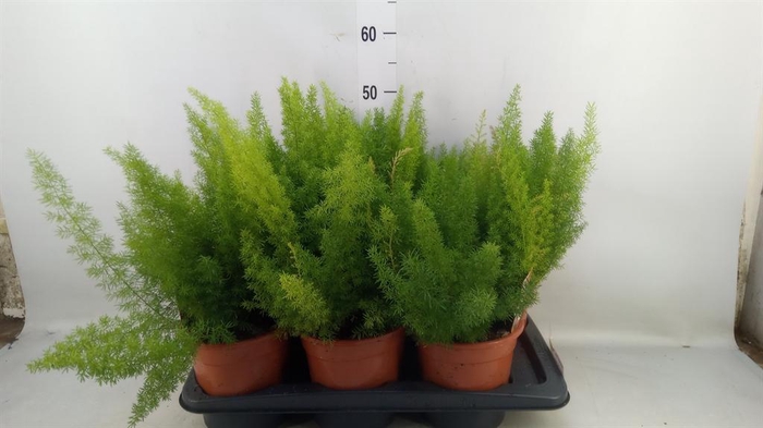 <h4>Asparagus dens. 'Meyers'</h4>