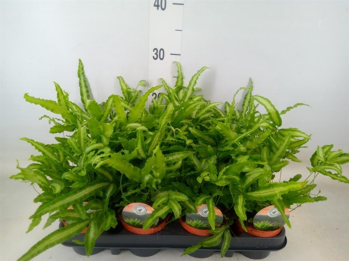 <h4>Pteris cretica 'Albolineata'</h4>