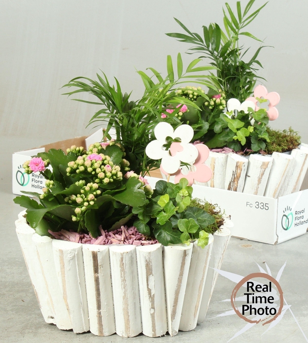 <h4>ARR KAMERPL</h4>