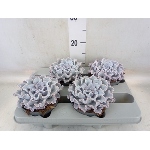 Echeveria   ...