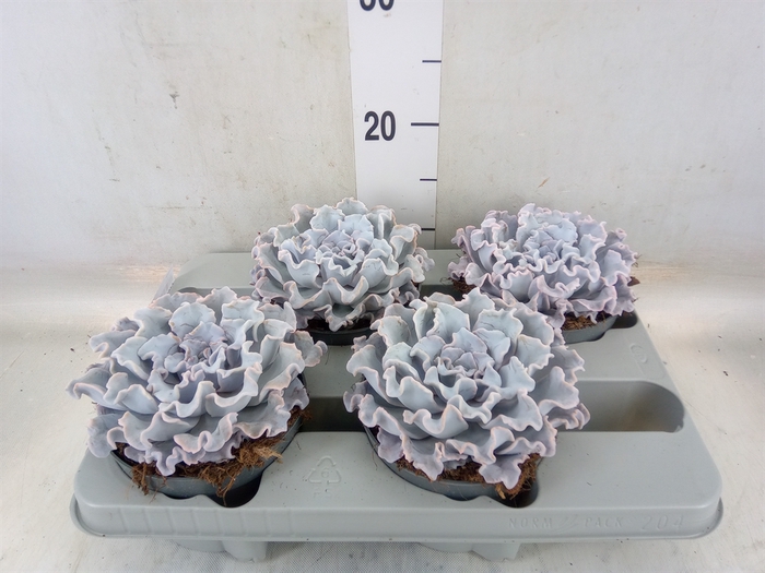 <h4>Echeveria   ...</h4>