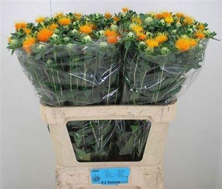 <h4>Carthamus Zanzibar</h4>