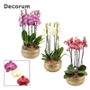 Aurelie 6 tak symphony mix (Deco-collection)