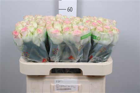 <h4>R Gr Esperance</h4>