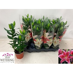 Lilium Ori. Grp Sunny Martinique