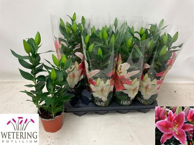 <h4>Lilium Ori. Grp Sunny Martinique</h4>