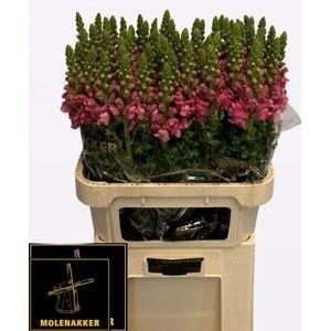 <h4>ANTIR POTO ROSE</h4>