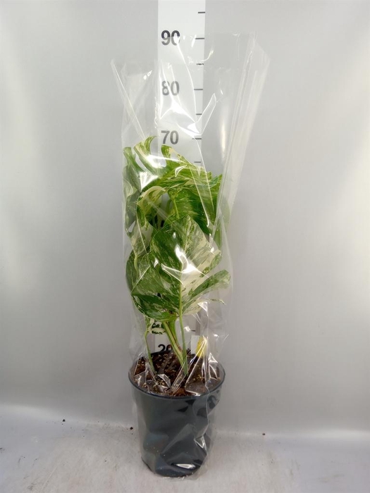 <h4>Monstera delic. 'Variegata'</h4>