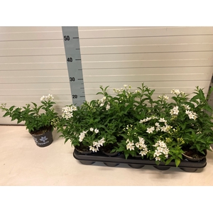SOLANUM JASMINOIDES
