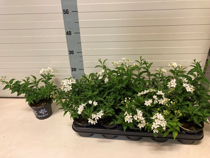 <h4>SOLANUM JASMINOIDES</h4>
