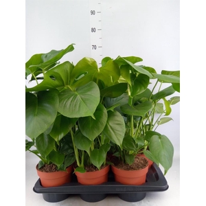 Monstera delic.