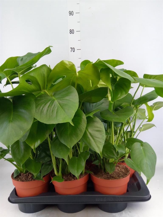 <h4>Monstera delic.</h4>