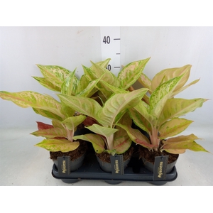 Aglaonema   ...