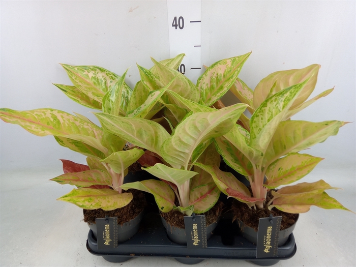 <h4>Aglaonema   ...</h4>