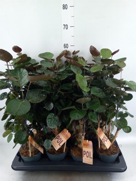 <h4>Polyscias scutellaria 'Fabian'</h4>