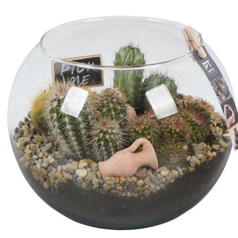<h4>Opm Pt PTCT3820 Cactus Glas Vissenkom</h4>